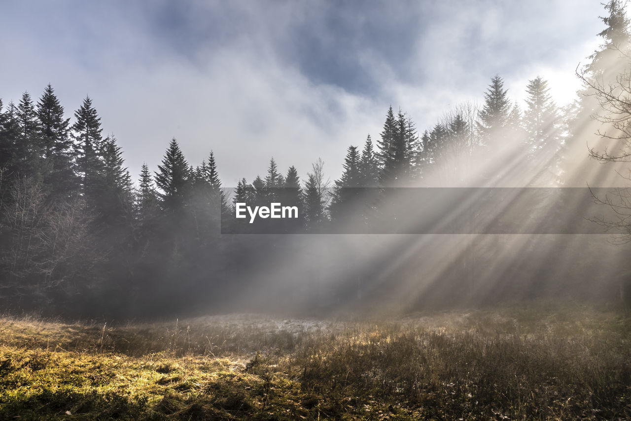 SUNLIGHT STREAMING THROUGH TREES ON FIELD DURING FOGGY WEATHER