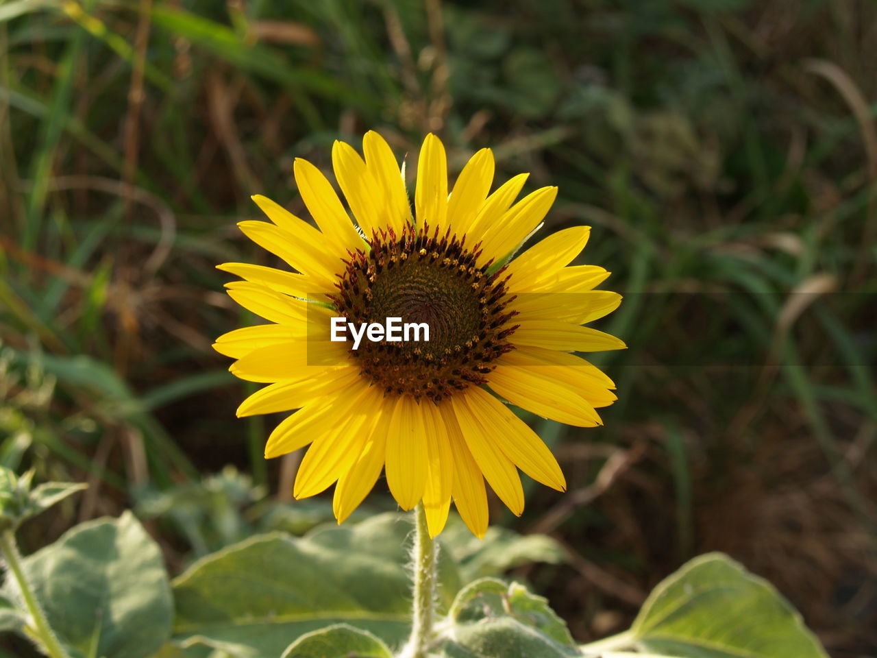 Close-up of sunflower plant