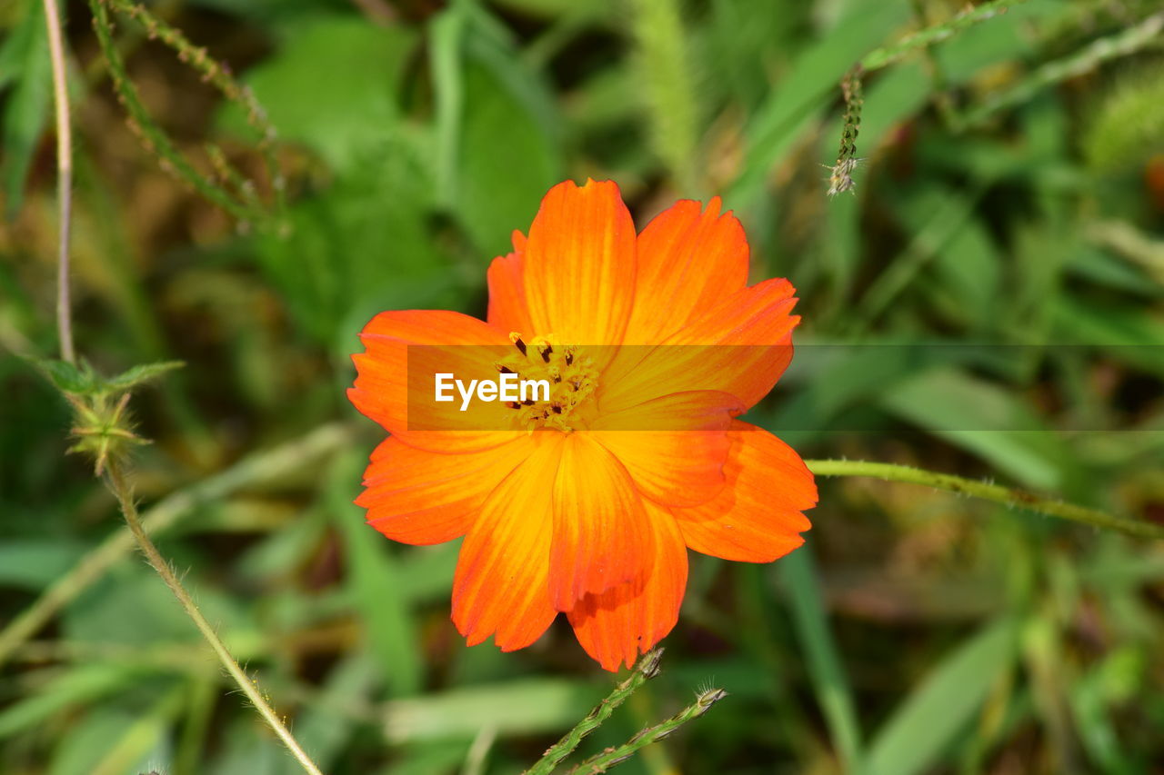 CLOSE-UP OF ORANGE FLOWER