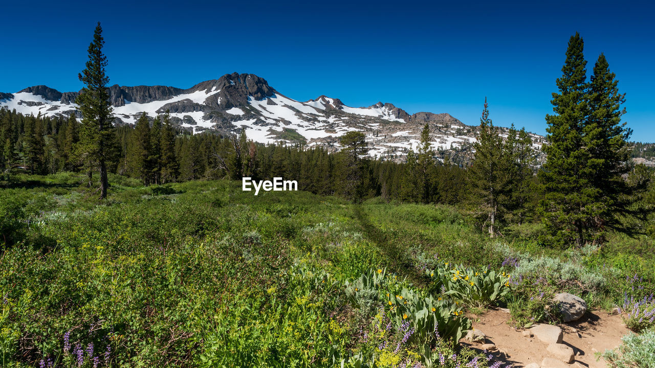 Scenic view of trees and mountains against clear blue sky