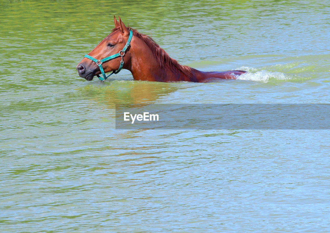 HORSE IN THE SEA