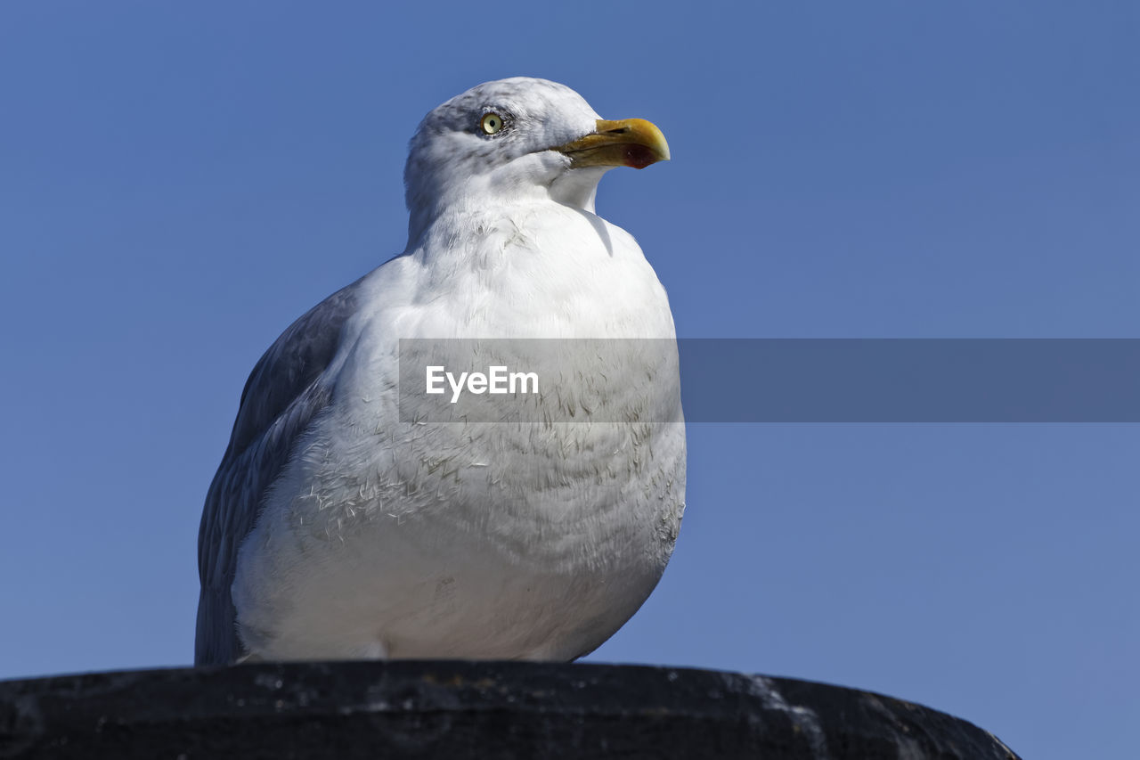 CLOSE-UP OF SEAGULL PERCHING ON ROCK