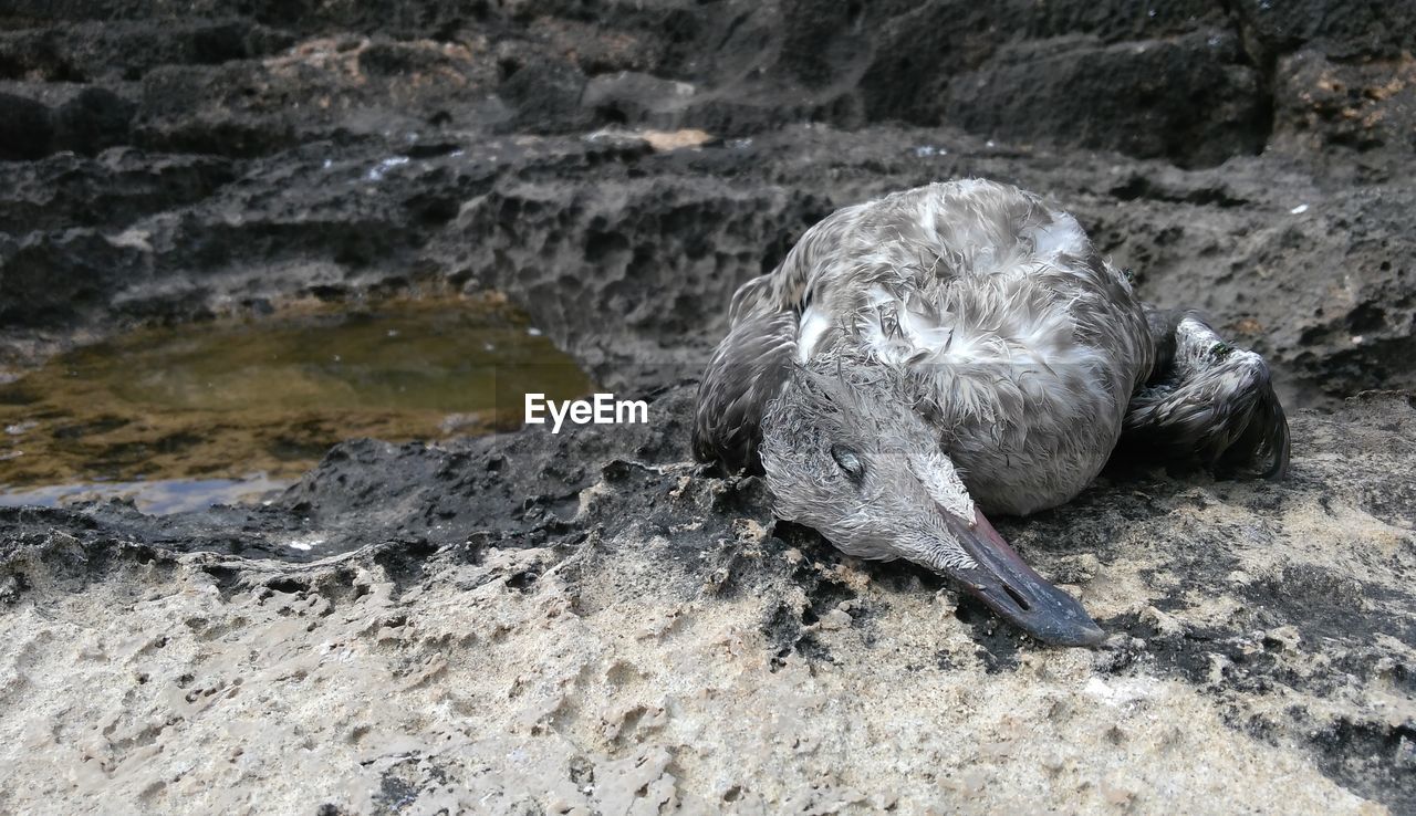 CLOSE-UP OF BIRD