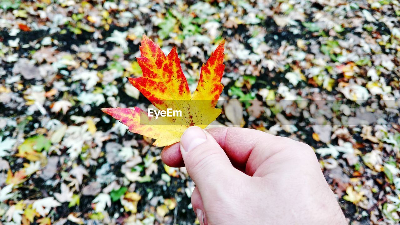 CLOSE-UP OF HAND HOLDING MAPLE LEAF WITH FLOWERS