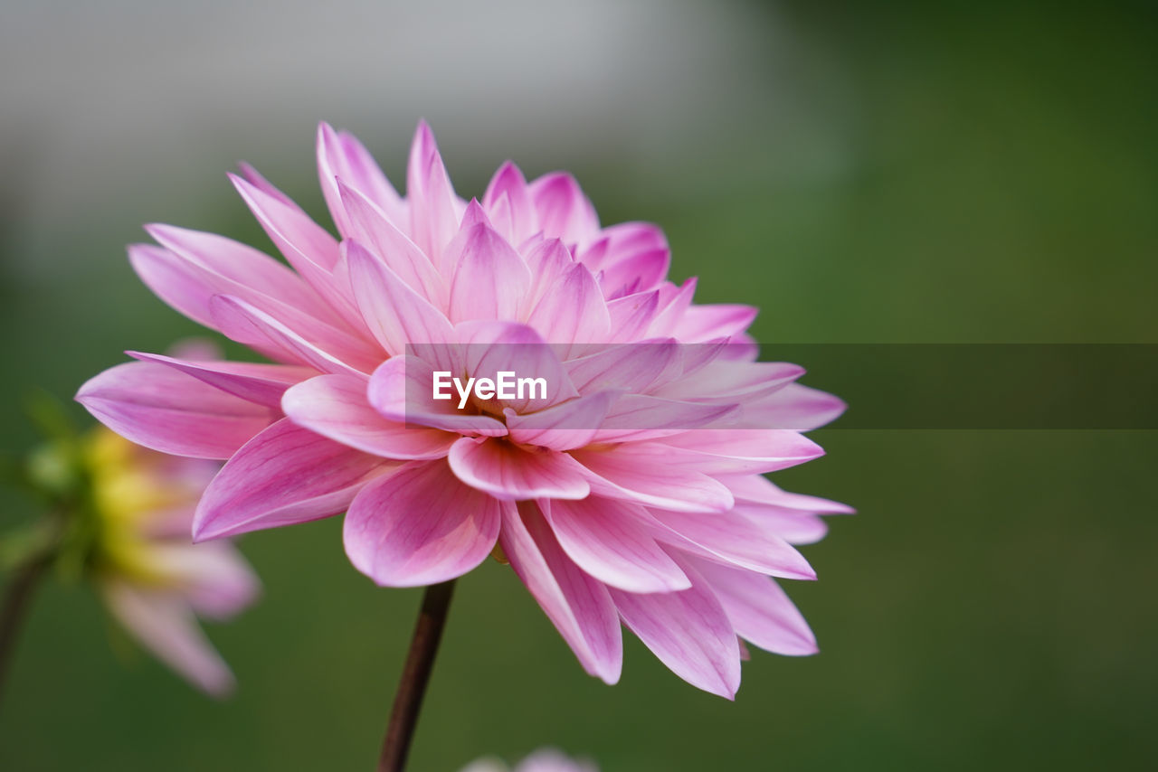 flower, flowering plant, plant, freshness, beauty in nature, pink, petal, flower head, close-up, fragility, inflorescence, nature, macro photography, plant stem, focus on foreground, growth, no people, dahlia, springtime, outdoors, blossom, botany, purple, pollen