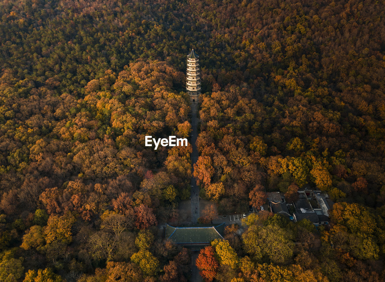 HIGH ANGLE VIEW OF TREES AND PLANTS