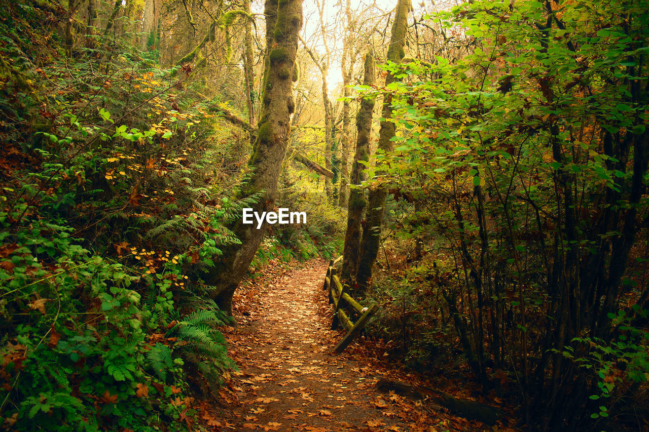 A trail meandering through a forest on a fall evening