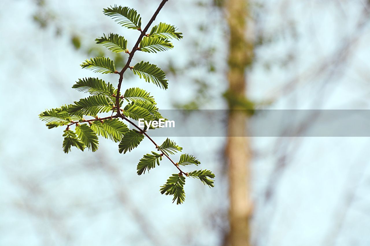 Close-up of plant