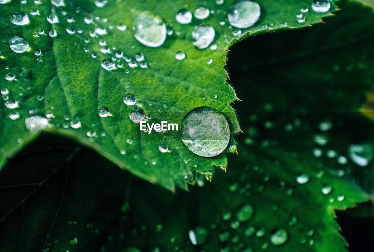 Close-up of drops on leaves during rainy season