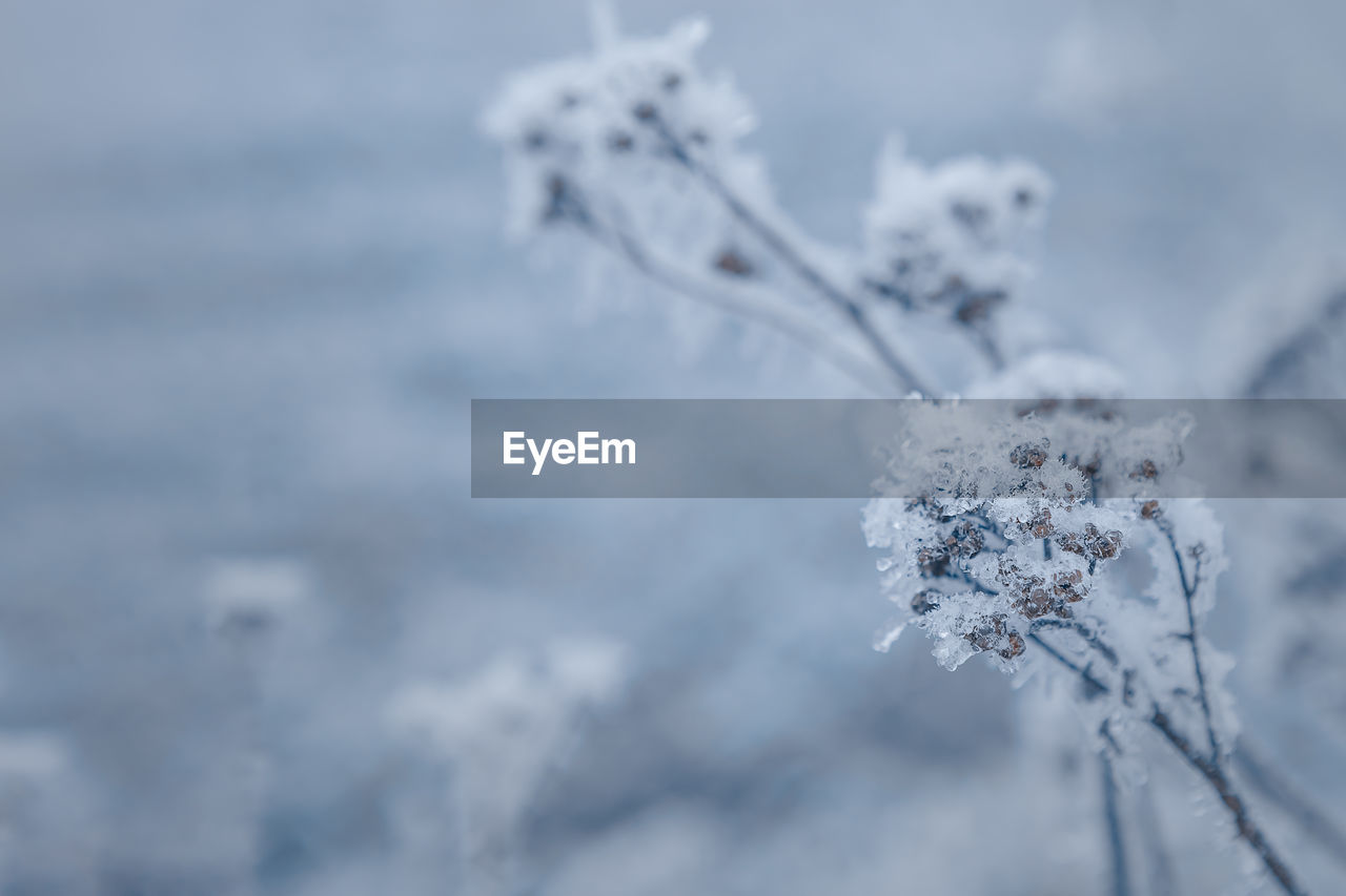 frost, winter, freezing, cold temperature, snow, nature, frozen, plant, ice, branch, beauty in nature, focus on foreground, no people, close-up, white, snowflake, day, flower, outdoors, environment, tranquility, selective focus, fragility, macro photography, tree, sky, freshness, land, storm, twig, scenics - nature