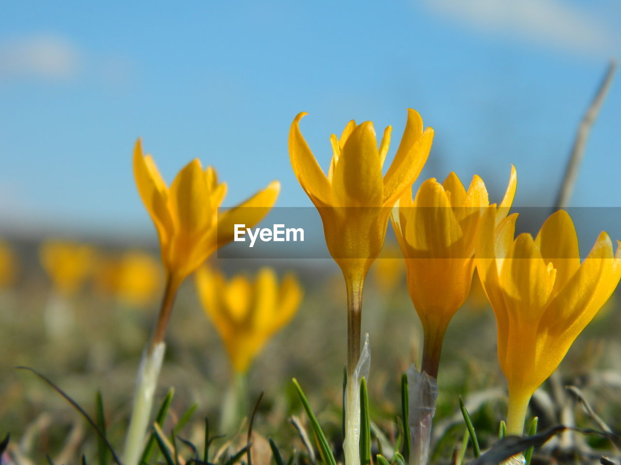 Close-up of yellow crocus blooming on field against sky