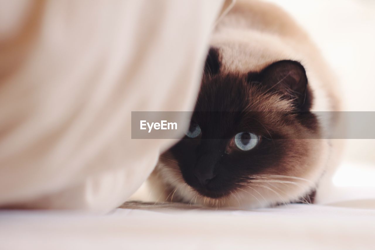 CLOSE-UP OF CAT