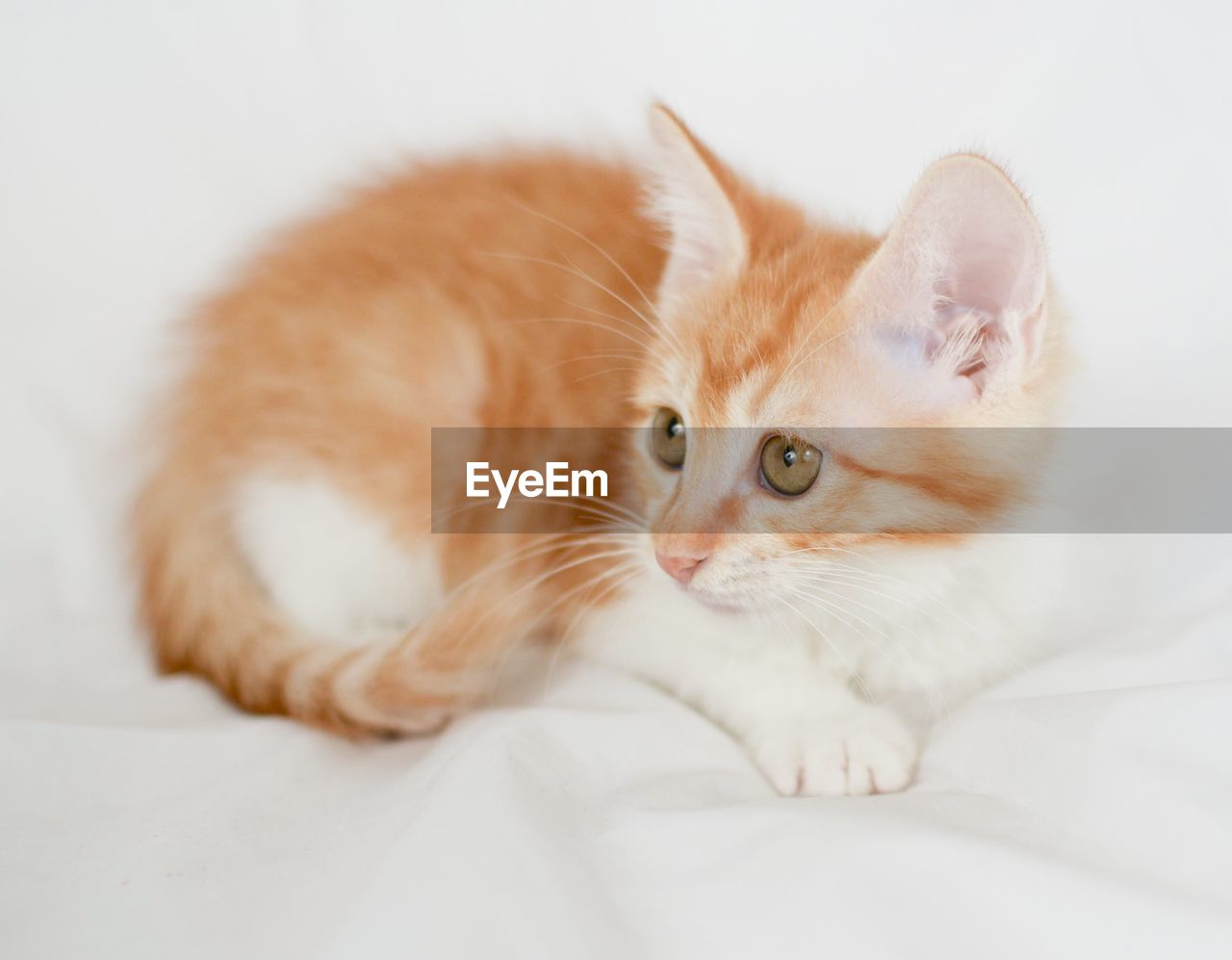 PORTRAIT OF GINGER CAT LYING ON WHITE