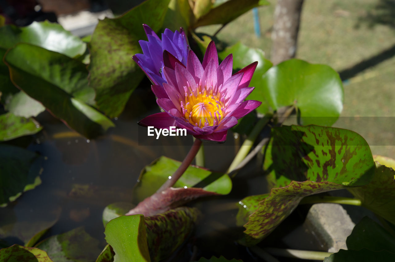 CLOSE-UP OF WATER LILY IN POND