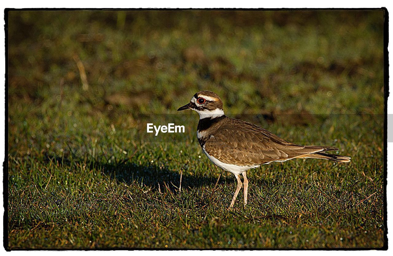 CLOSE-UP OF BIRD