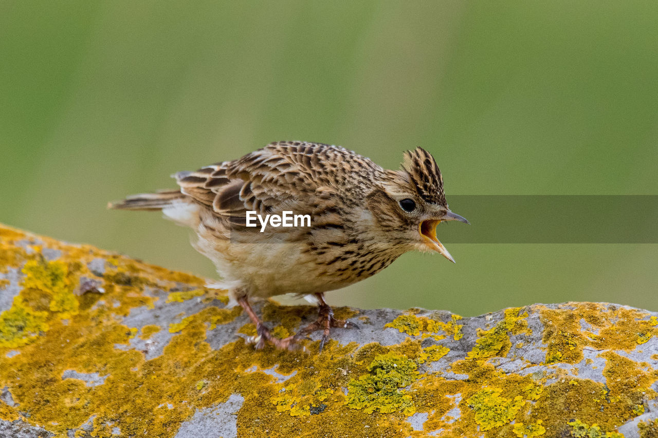 SIDE VIEW OF BIRD PERCHING ON A LEAF