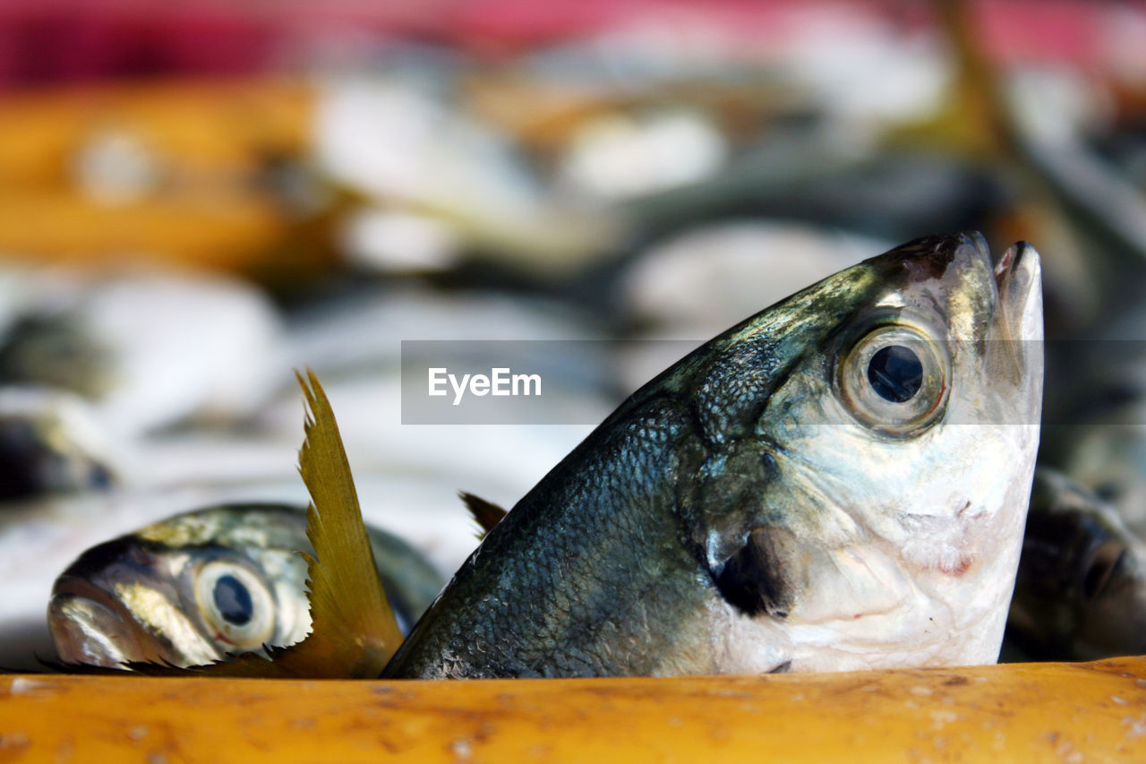 Close-up of fish for sale in market