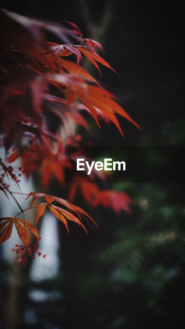 CLOSE-UP OF MAPLE LEAF ON BRANCH