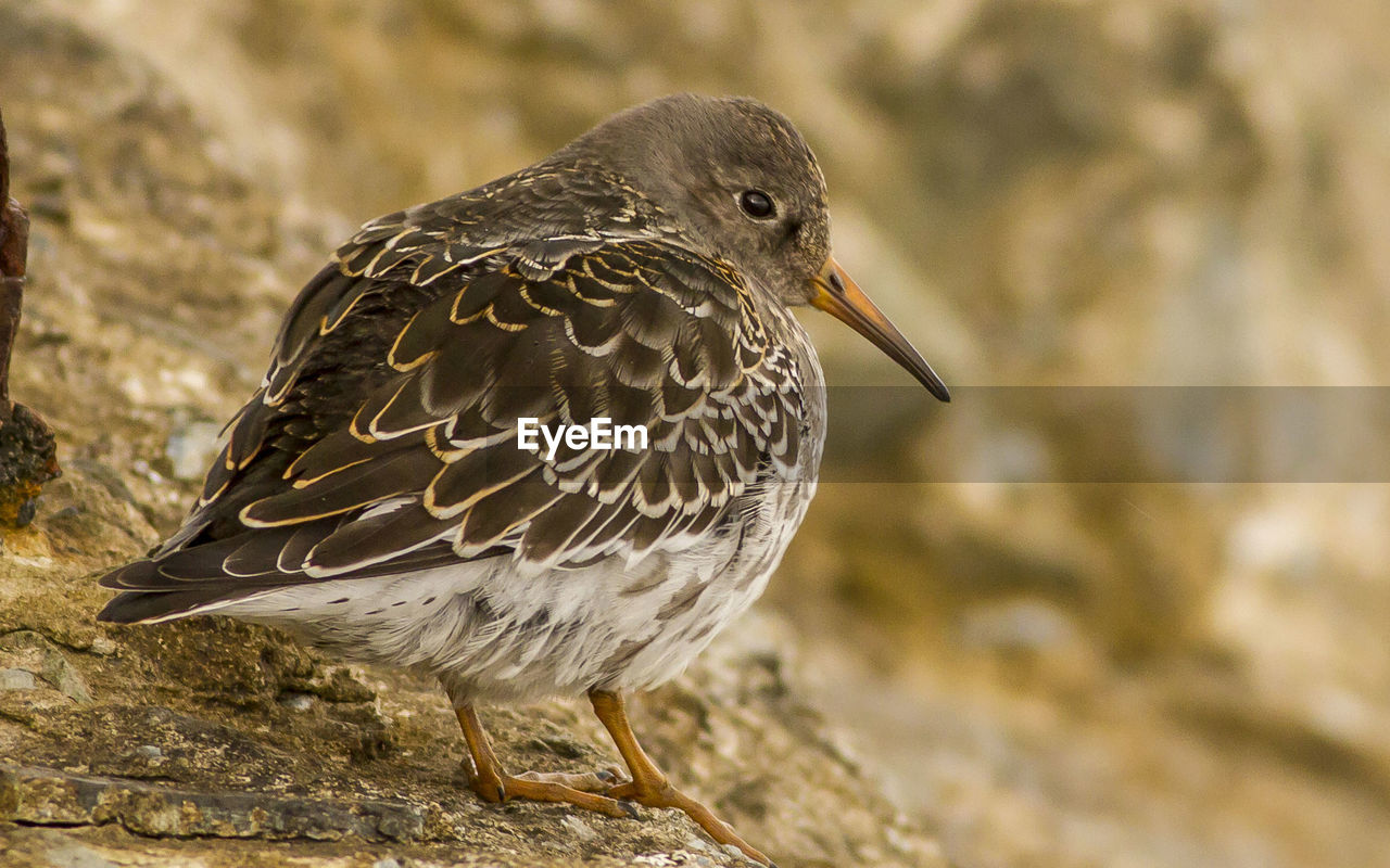 Close-up of bird perching on rock