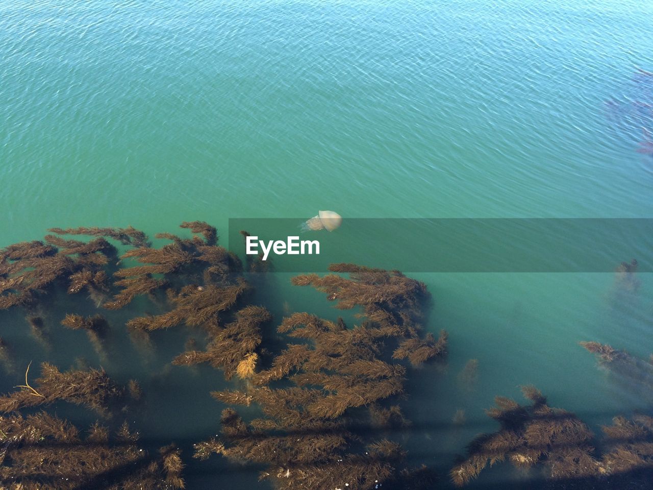 High angle view of jellyfish swimming in sea