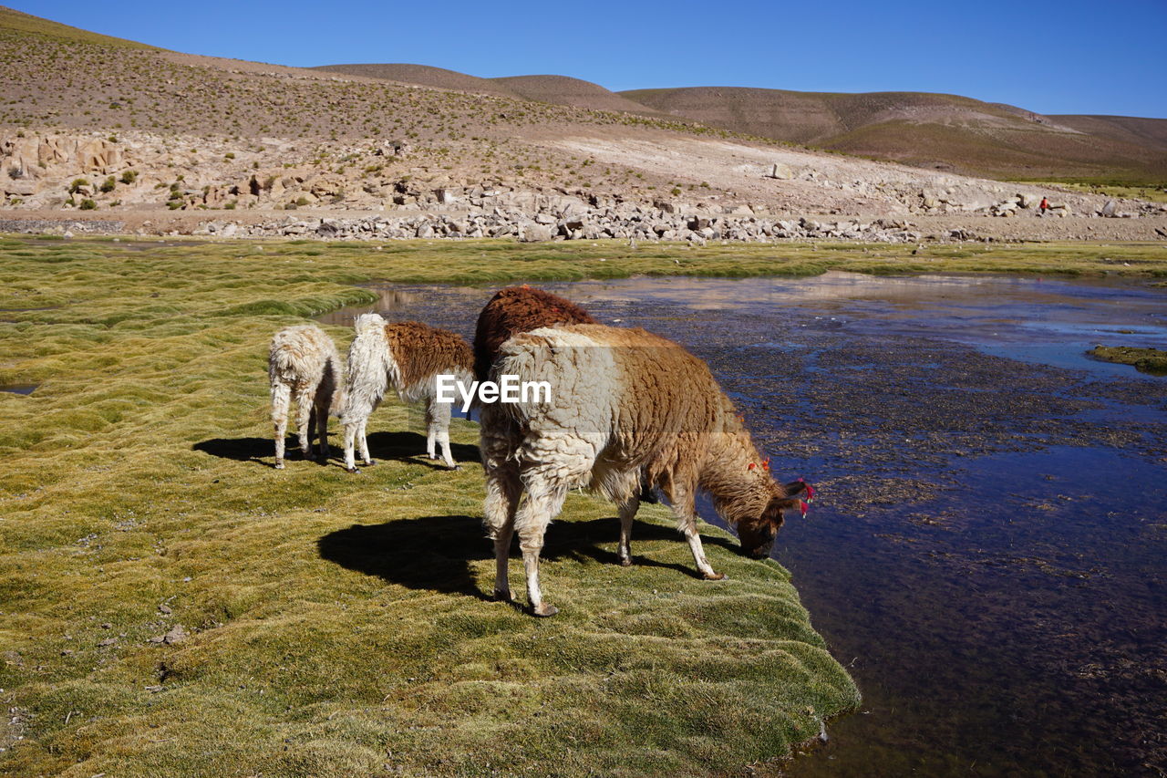 SHEEP ON A FIELD