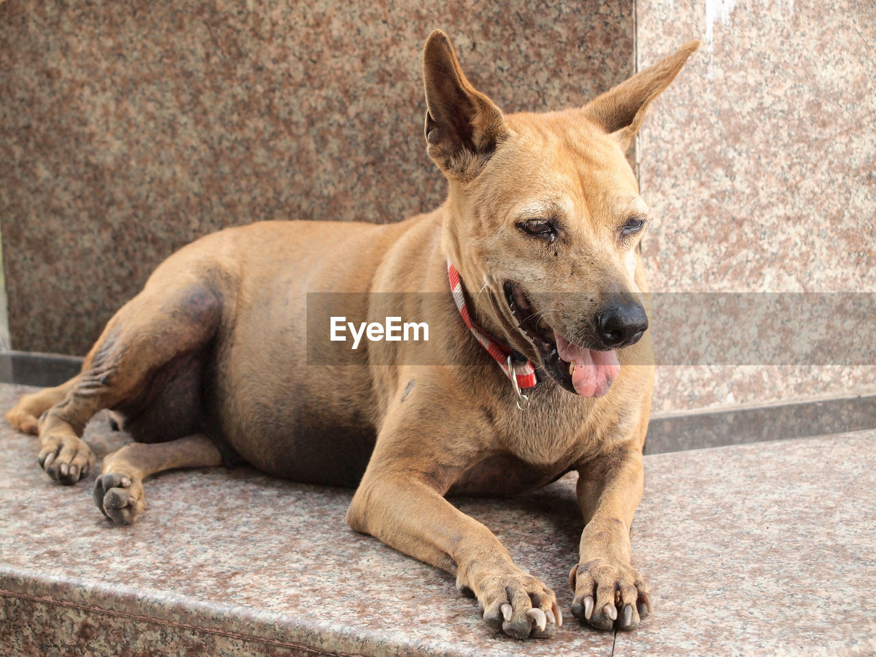 PORTRAIT OF DOG LYING ON FLOOR