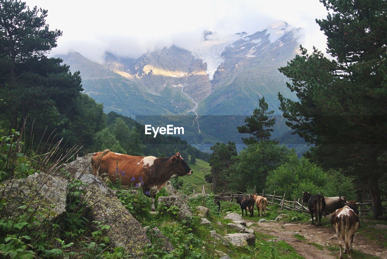 VIEW OF COWS ON LANDSCAPE