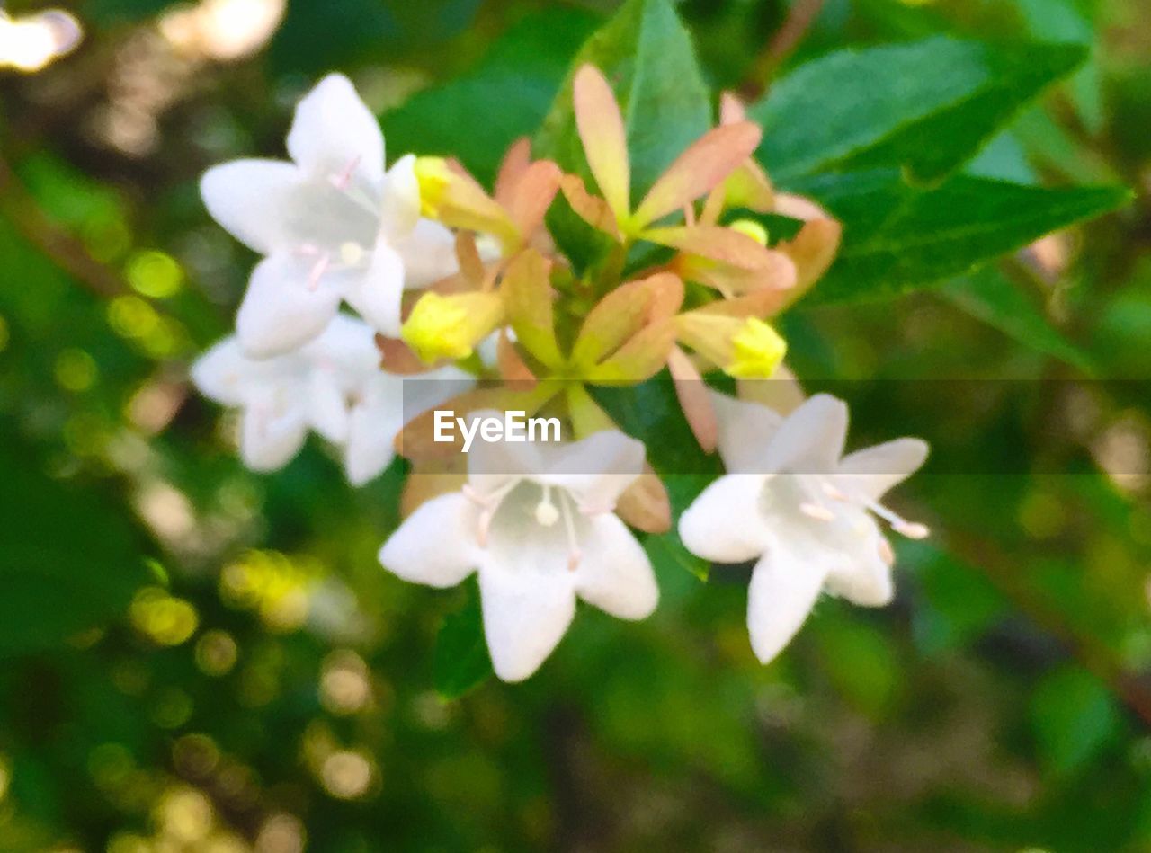 CLOSE-UP OF WHITE FLOWERS BLOOMING OUTDOORS