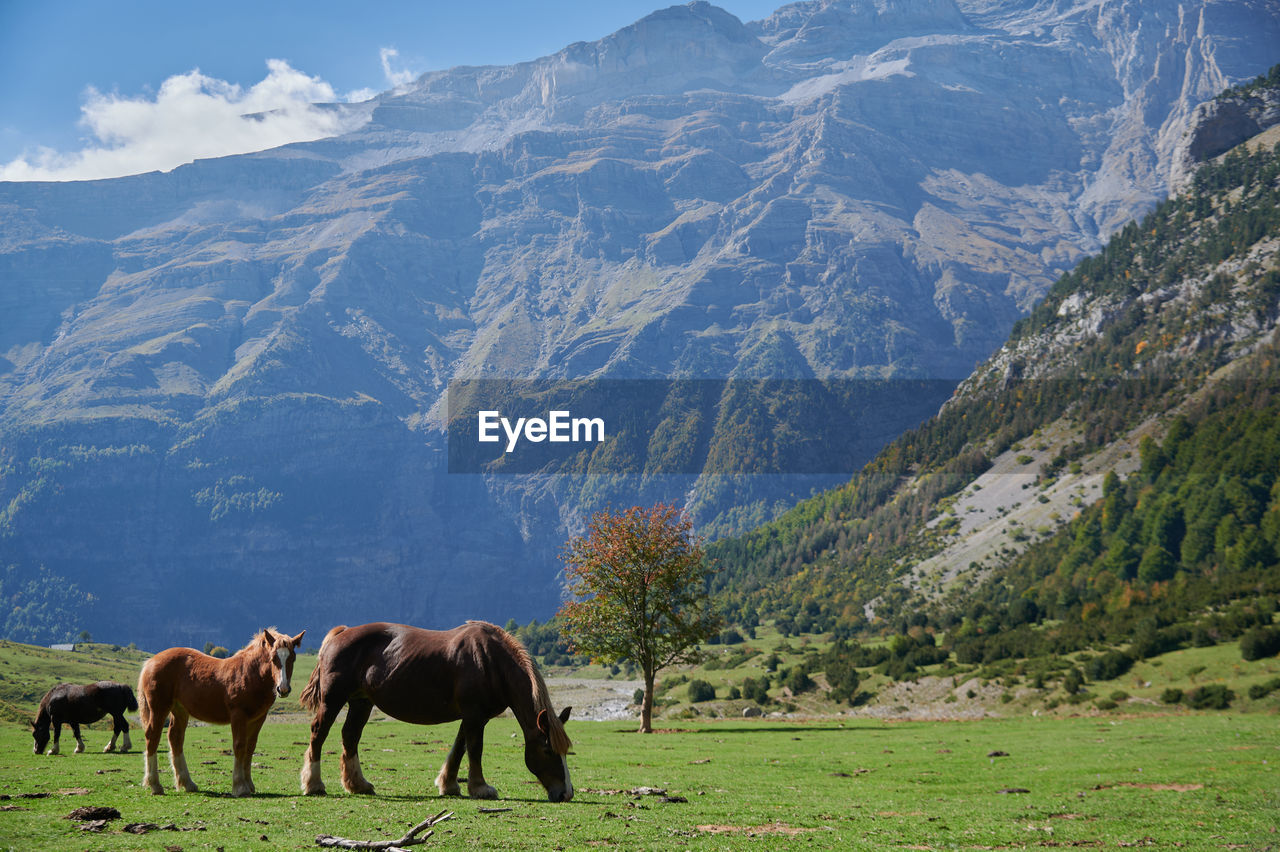 Herd of horses pasturing on hill slope covered with dry grass in valle de pineta in pyrenees, spain