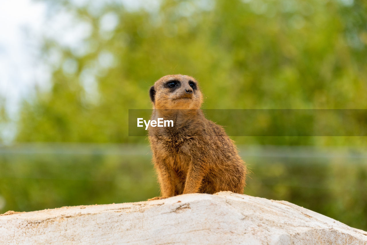 Meerkat sitting on rock