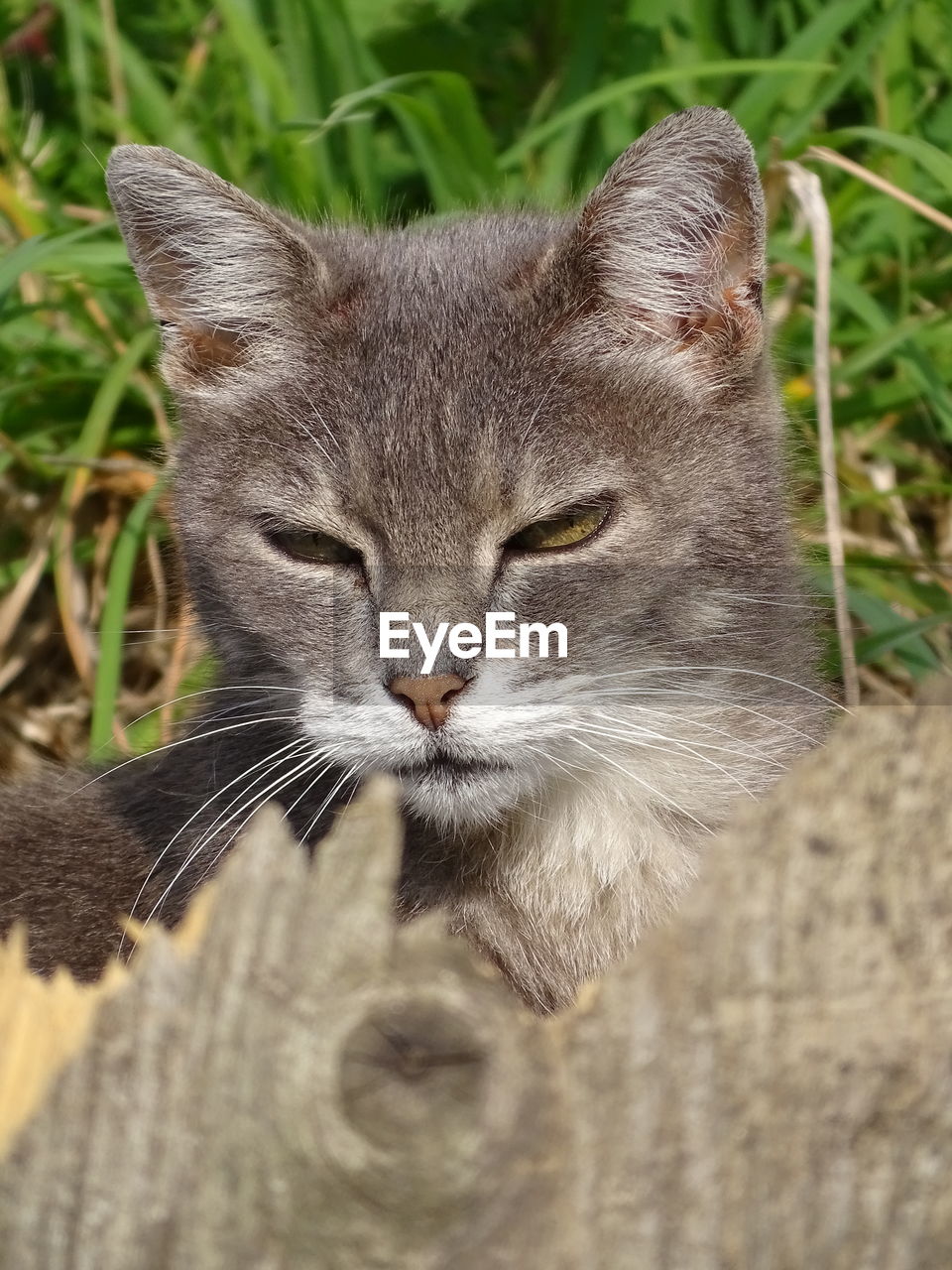 Close-up portrait of cat