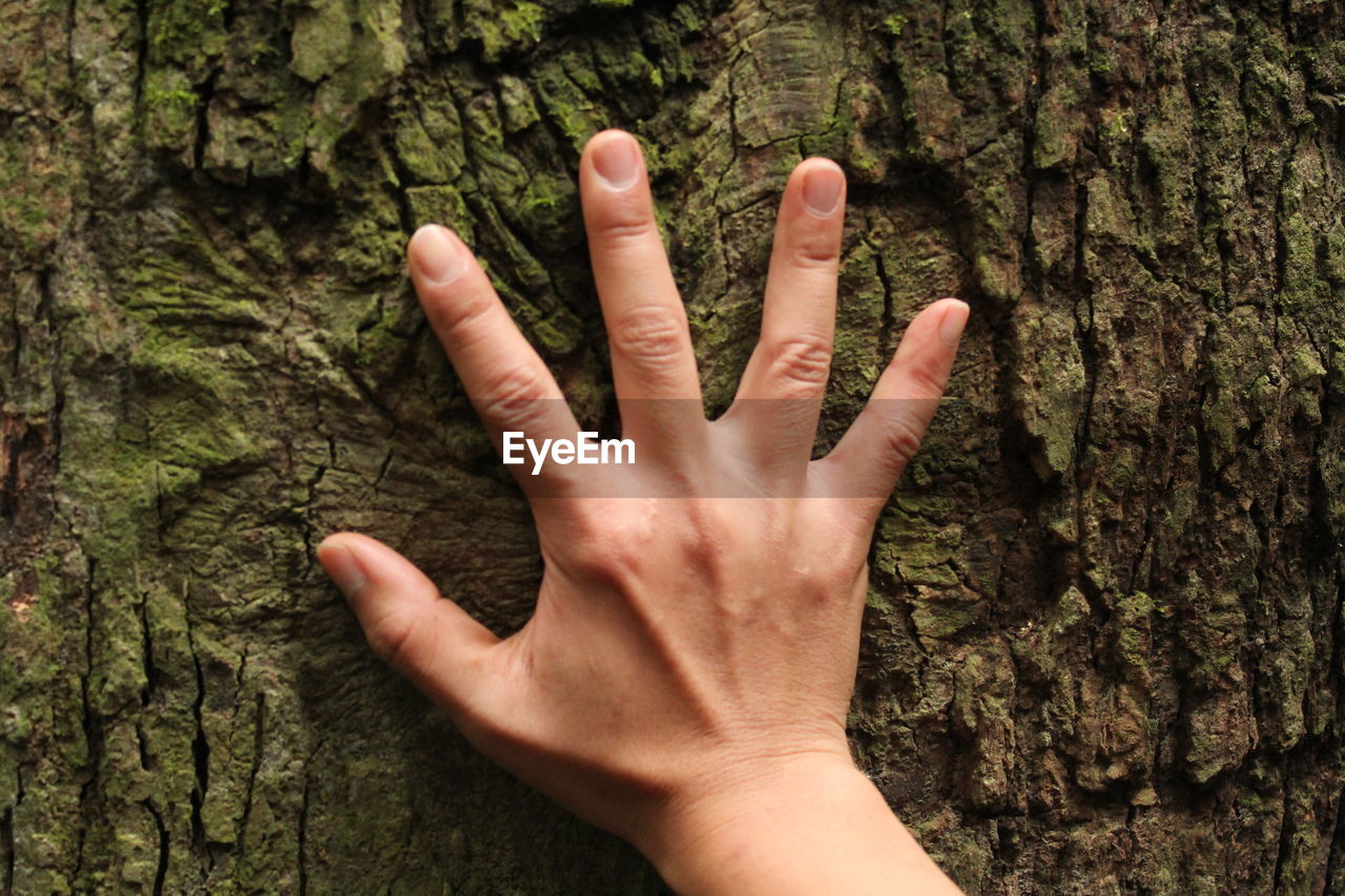 Cropped hand touching tree trunk