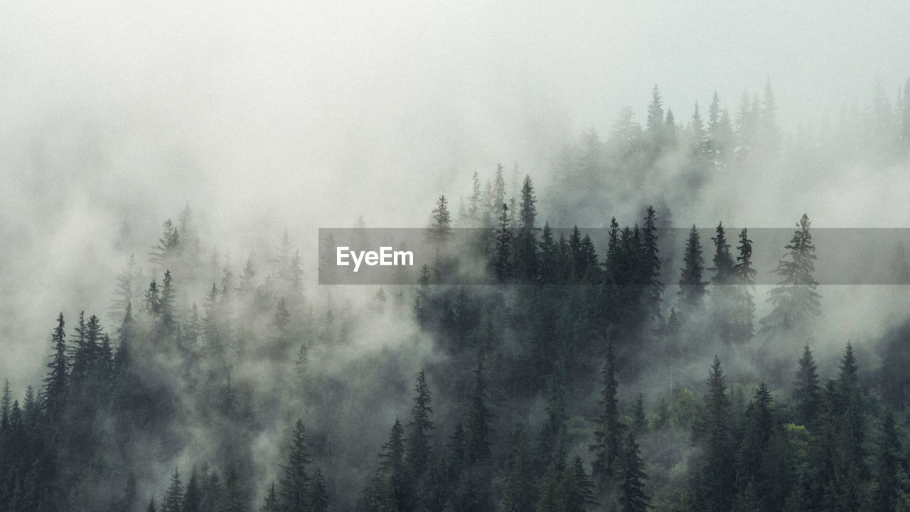 Panoramic view of pine trees in forest against sky