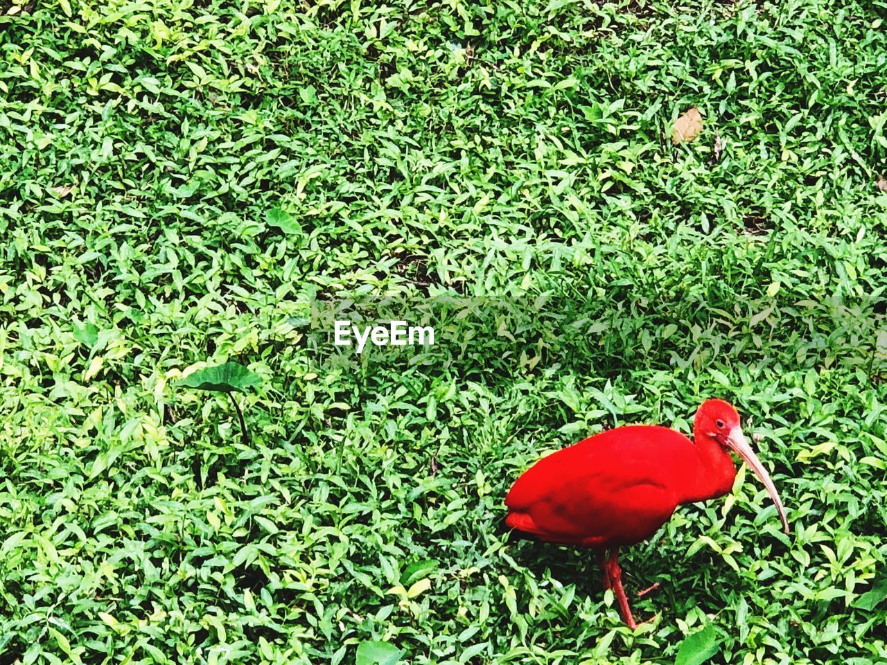 HIGH ANGLE VIEW OF A BIRD ON LAND