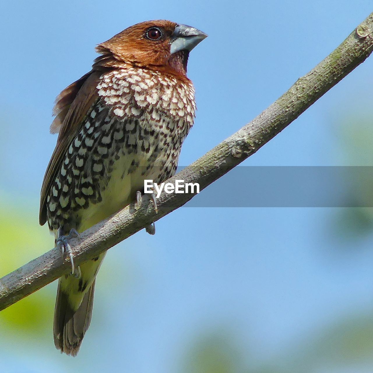 Low angle view of bird perching on tree against sky