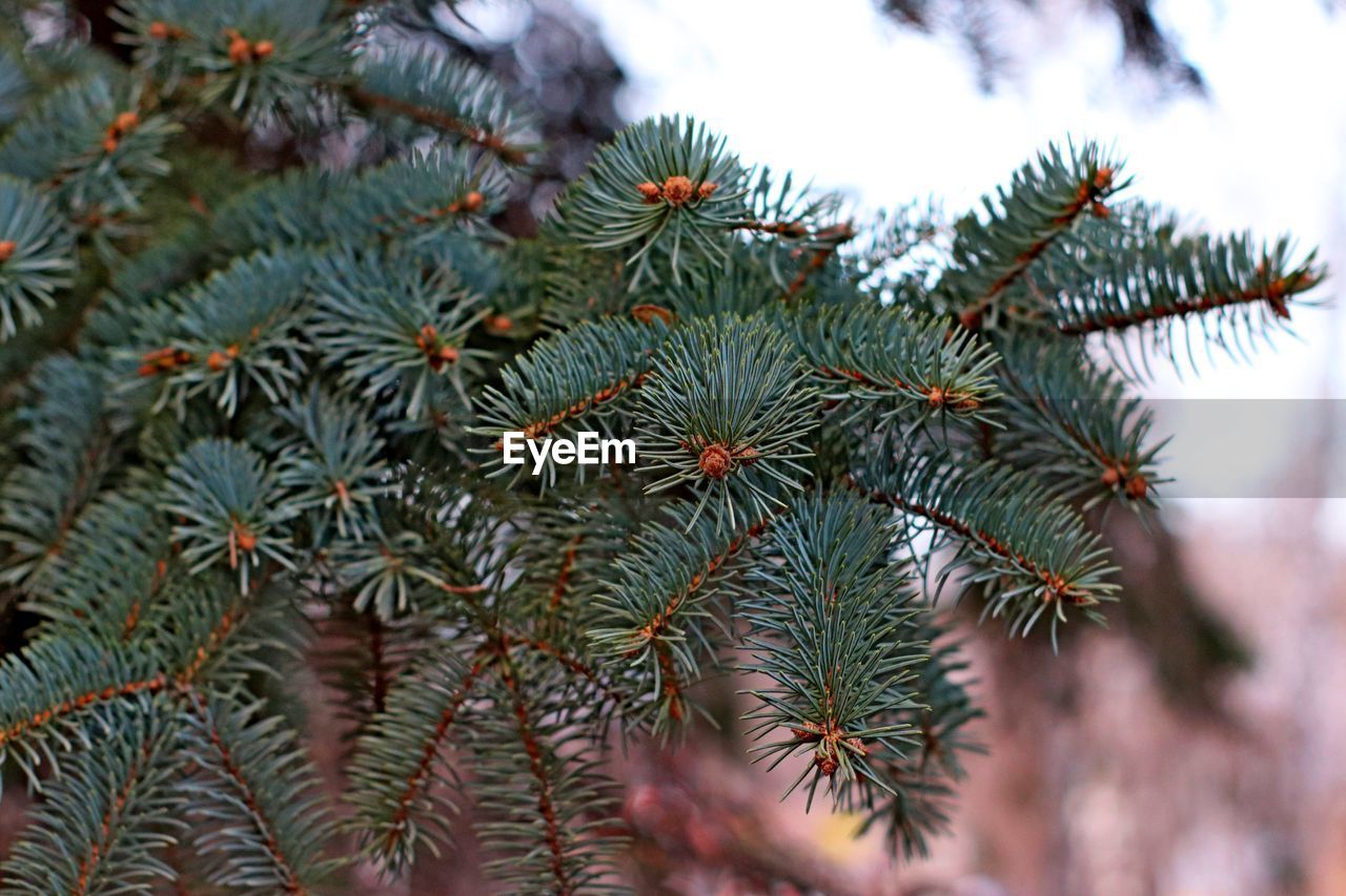 Low angle view of pine tree