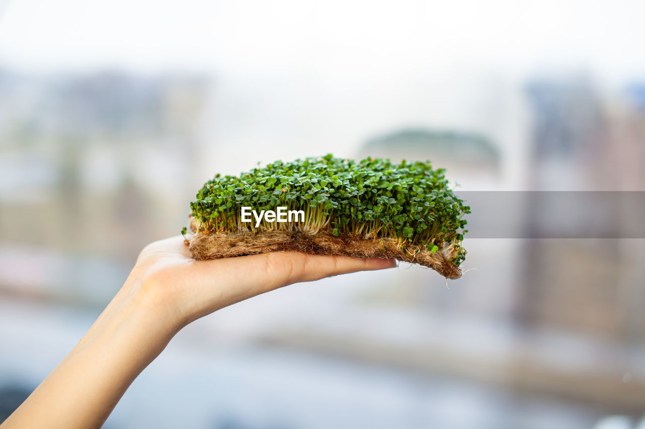 Cropped hand of woman holding seedling on soil