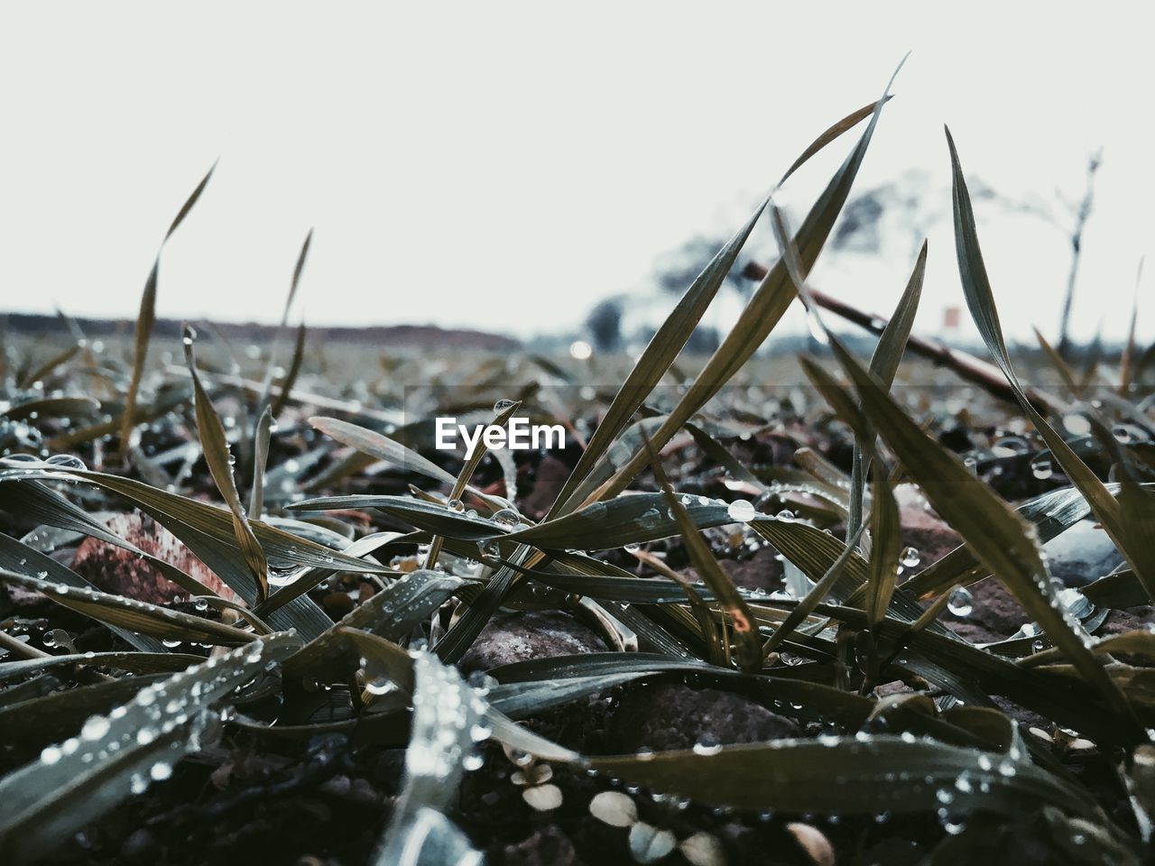 Close-up of plant growing in field