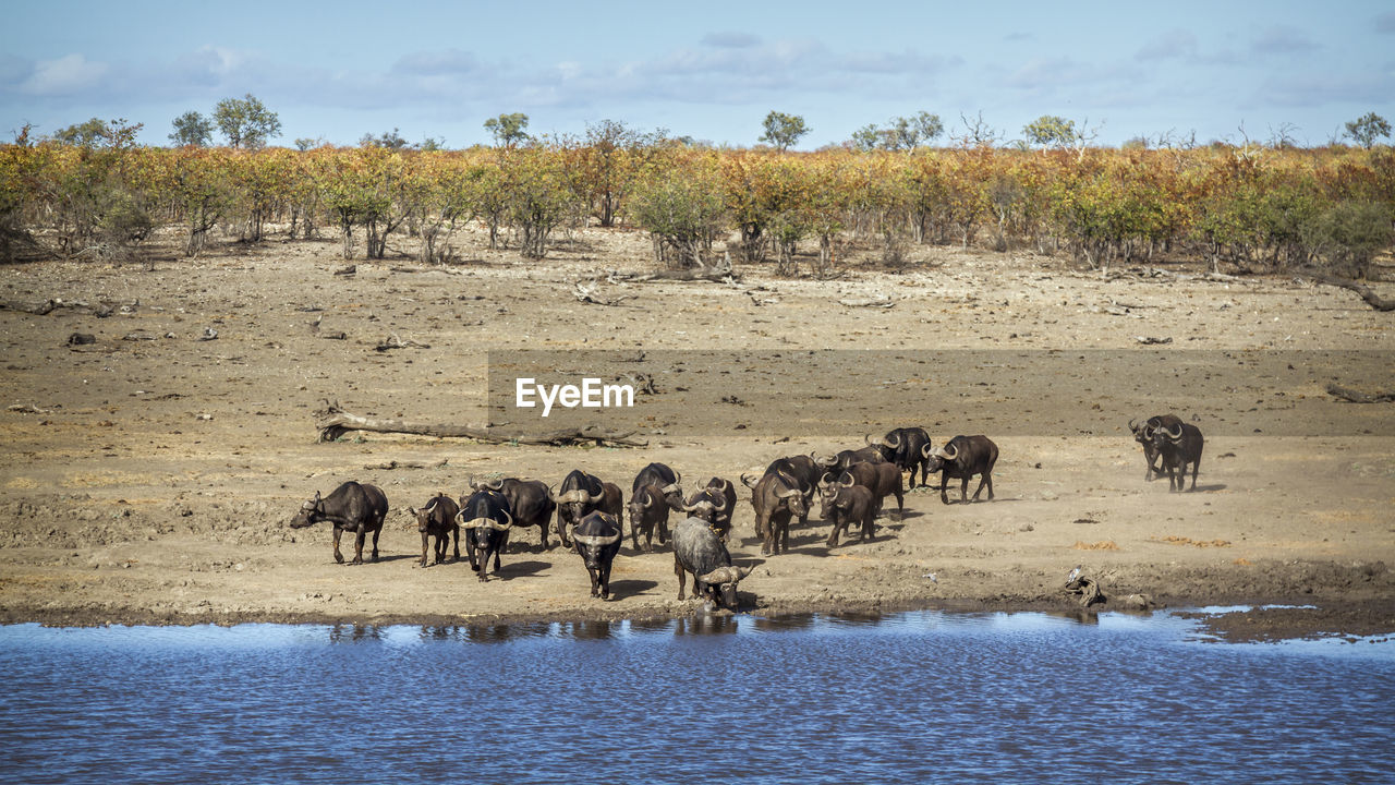 FLOCK OF SHEEP IN THE WATER