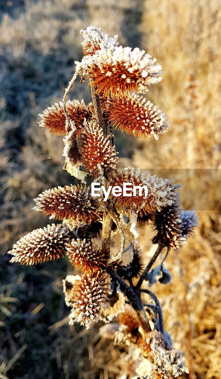 CLOSE-UP OF WILTED FLOWERS ON FIELD