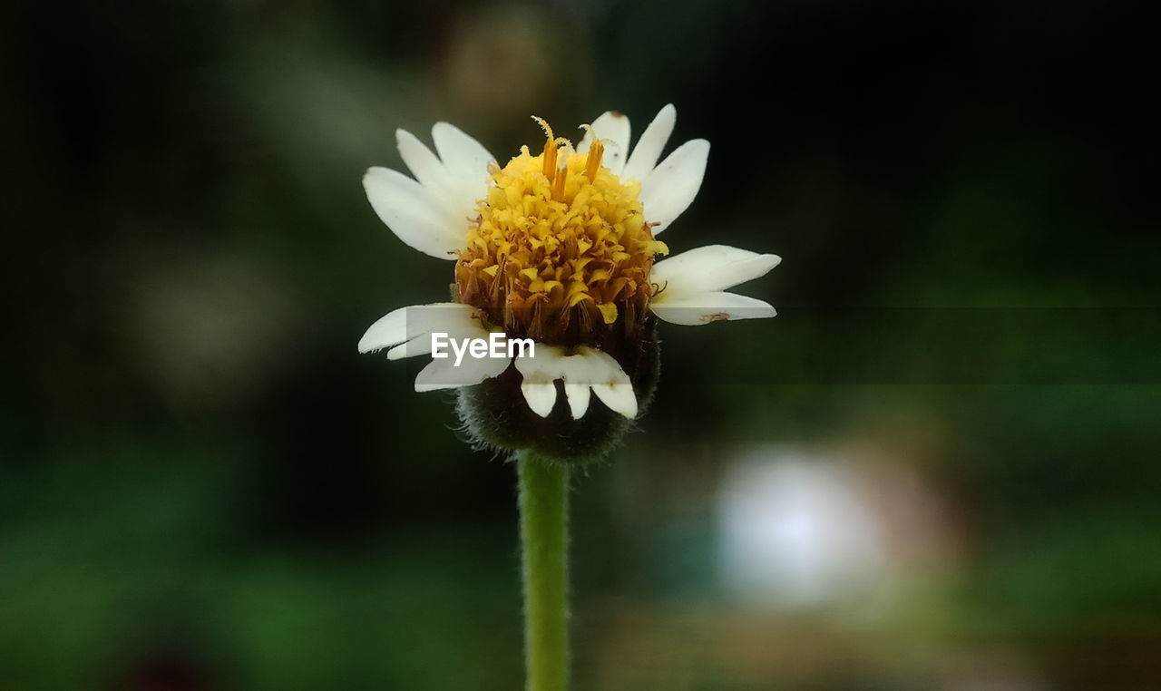 Close-up of white flower