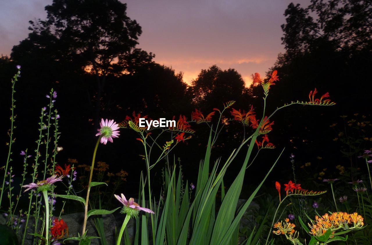 Plants growing on a tree