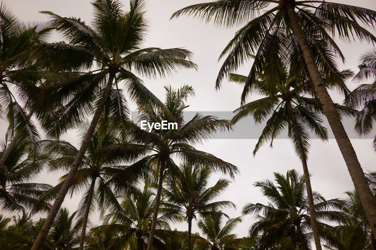 Low angle view of palm trees against sky