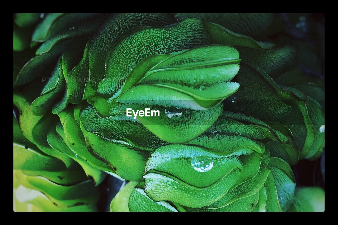 CLOSE-UP OF FRESH GREEN LEAF