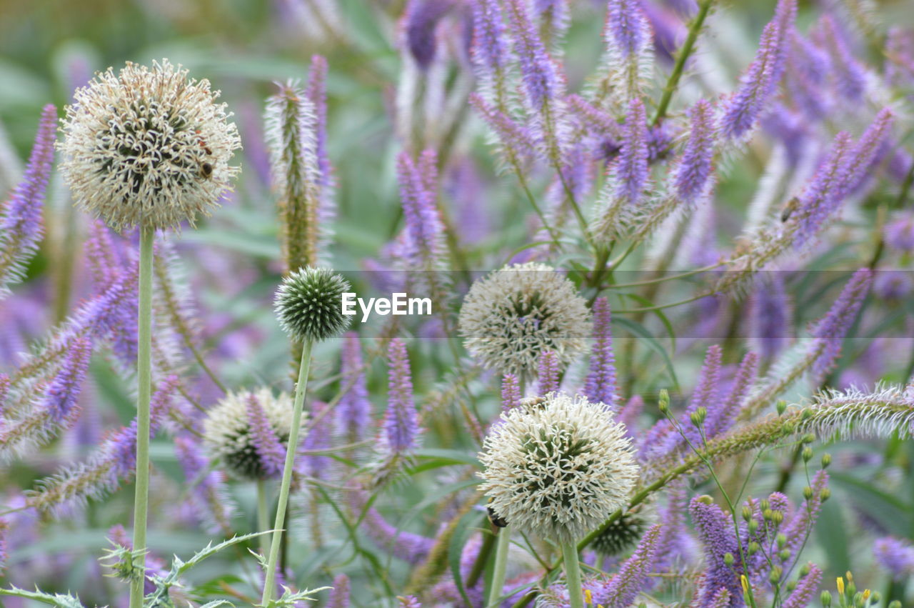 CLOSE-UP OF THISTLE