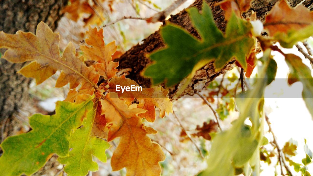 CLOSE-UP OF MAPLE LEAF DURING AUTUMN