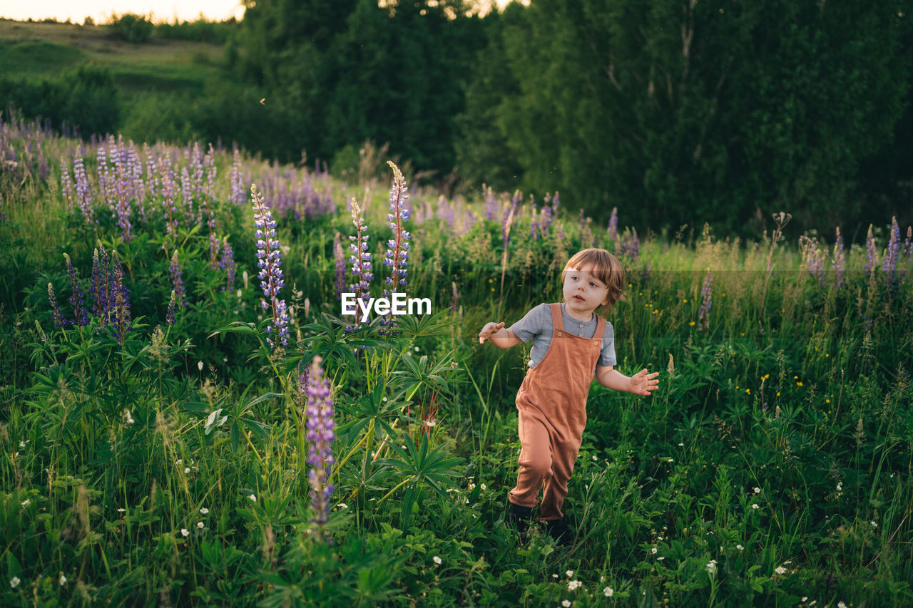 Child walks in a lupine field in the summer evening at sunset
