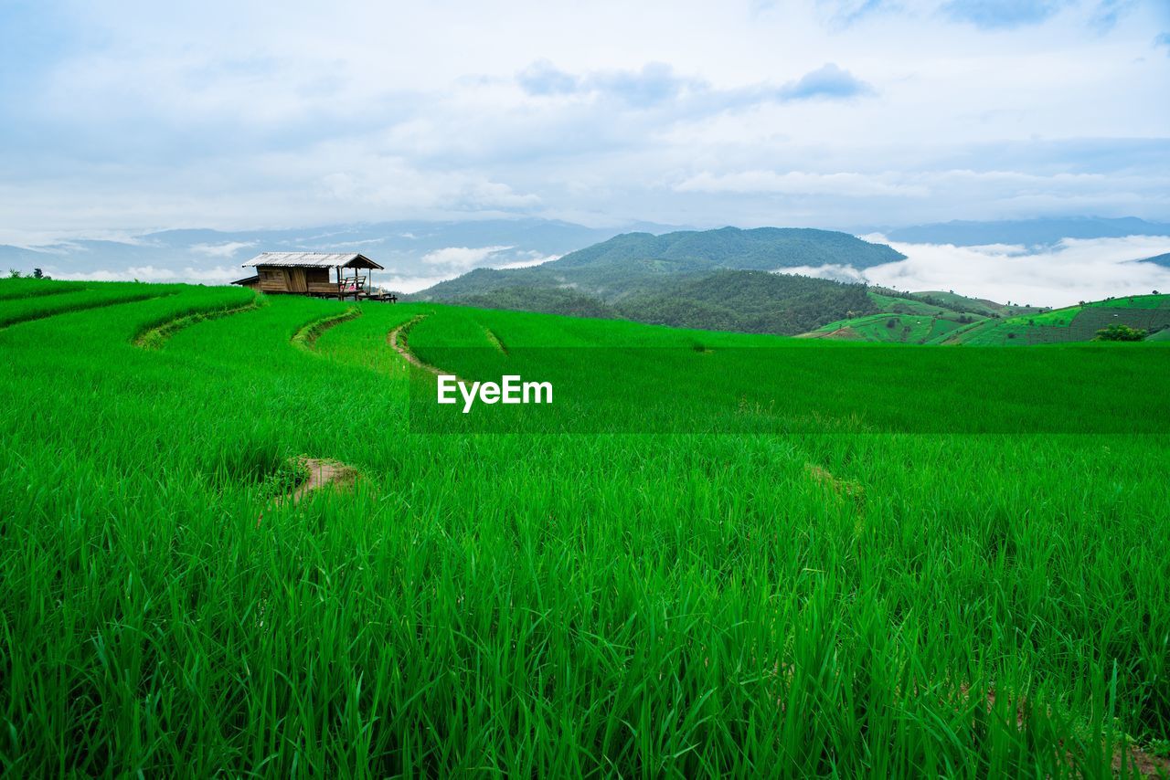 Scenic view of agricultural field against sky