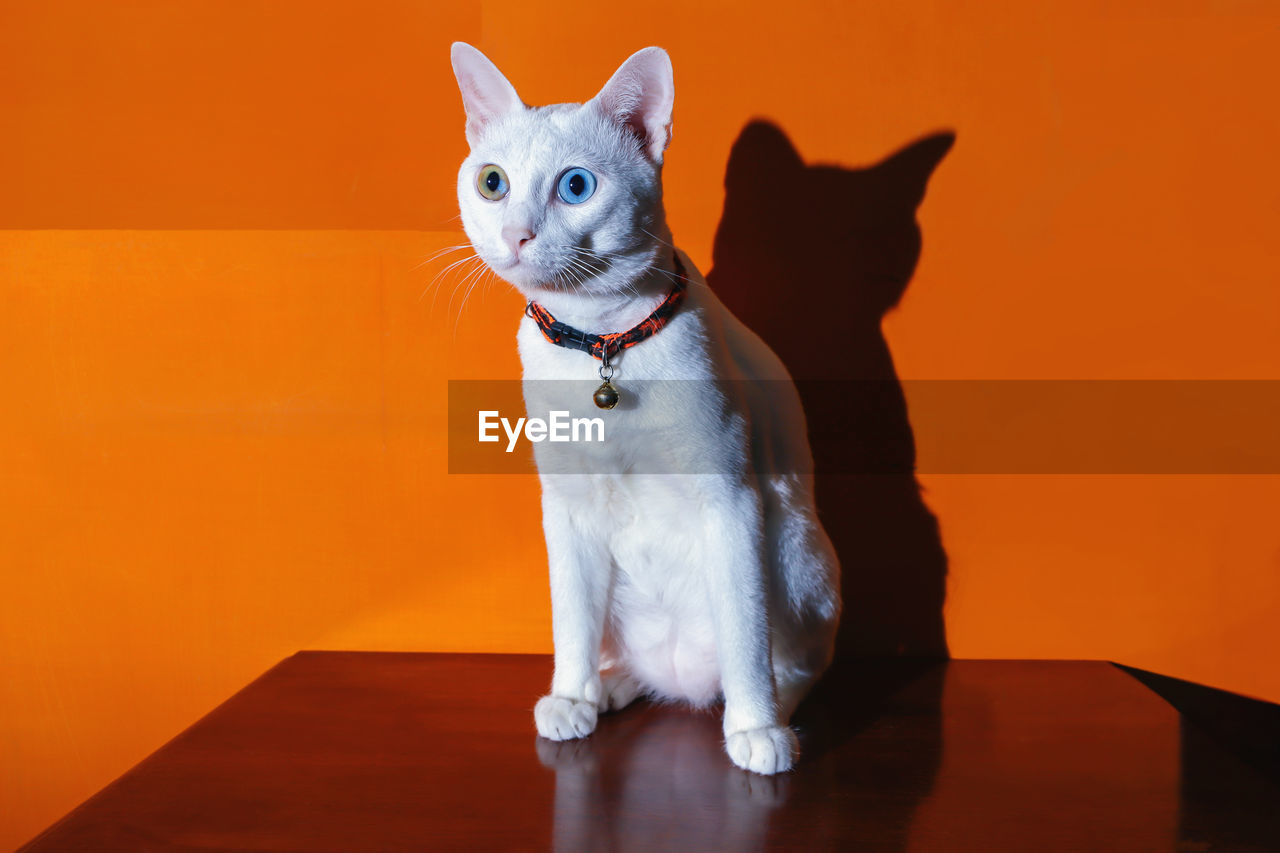 Khao manee siamese cats is sitting on the table and orange color background. this is my lovely pet.