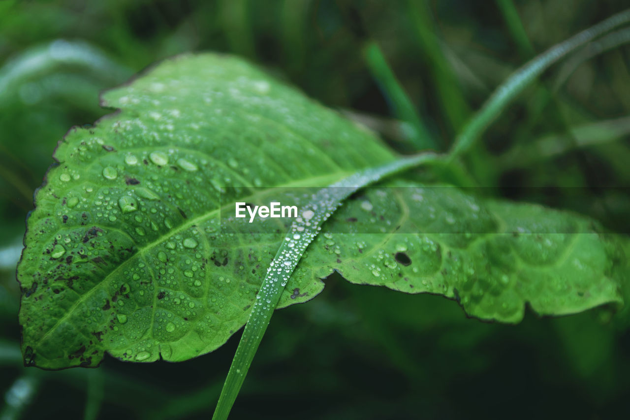 green, drop, leaf, plant part, wet, plant, water, nature, close-up, rain, macro photography, growth, no people, beauty in nature, freshness, dew, moisture, flower, grass, outdoors, insect, focus on foreground, day, environment, raindrop, plant stem, monsoon, animal themes, animal, animal wildlife, macro, food and drink, selective focus